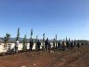 Barakat Cotton Tree Planting